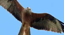 Windkraft bedroht Vogelarten